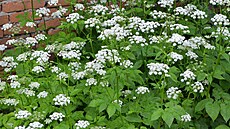 Jakmile br�lice vykvete, u� si ji do kuchyn� netrhejte. Bude ho�ká a listy u�...