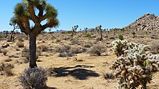 Národní park Joshua Tree je jeden z nejpozoruhodn�j�ích kalifornských park�.