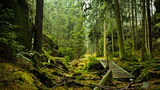 Rokle v Broumovských st�nách