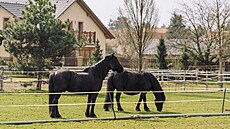 V obci Ti�ice na M�lnicku se p�ed 50 lety naposledy u nás objevila slintavka a...