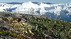 Fjord ledovce Jakobshavn Isbræ známý svou extrémní rychlostí pohybu a...