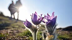 Koniklec velkokvtý: Tento drobný klenot flóry na Vysoin roste jen na...