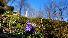 NPR Velká Ple�, kde na ja�e kvete jaterník podlé�ka. (21.3.2025)