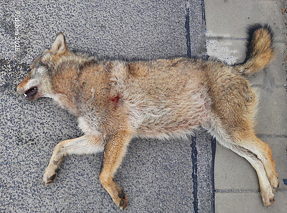 Na rychlostní silnici I/35 z Chrastavy do Liberce srazilo auto dnes ráno vlka,...