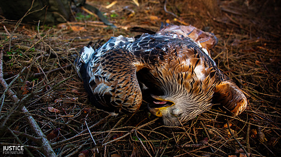 Otrávený lu�ák �ervený nalezený 3. b�ezna u Brtnice na Jihlavsku.