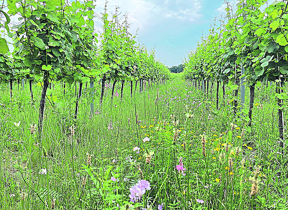 Pestrá sm�s bylin ve vinicích pomáhá zachytávat uhlík v p�d�, zlep�uje...