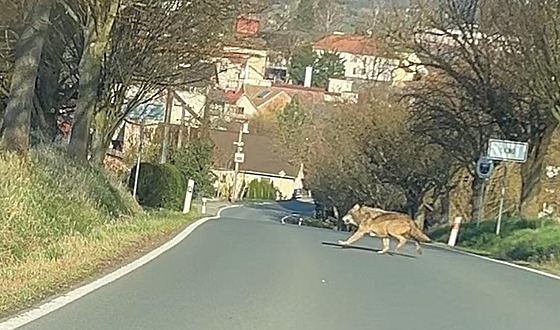 Vlk zachycený u obce Lino na Rychnovsku.