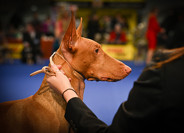 Na Evropské výstav ps na brnnském výstaviti se pedstaví i Faraonský pes....