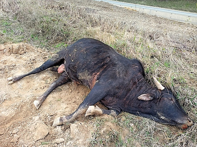 Ve stedu 2. dubna 2025 byl u obce Polom v okrese Perov nalezen uhynulý kus...