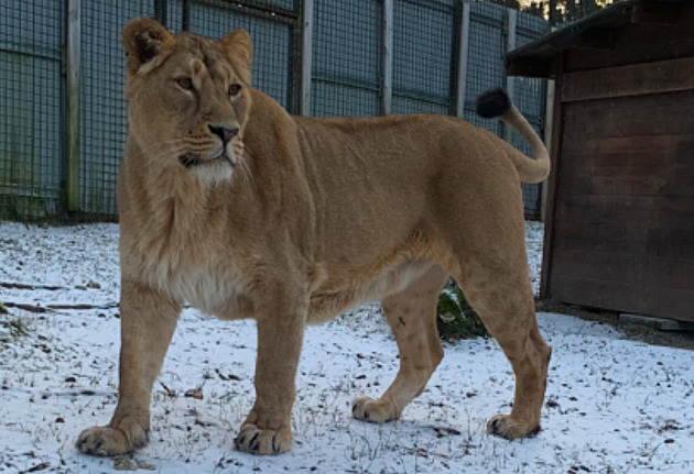 Samice lva indického jet ve védské zoologické zahrad. Nyní u vak pobývá v...