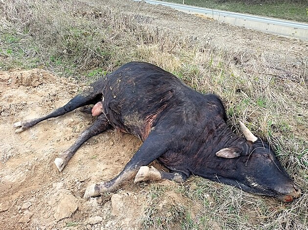 Ve stedu 2. dubna 2025 byl u obce Polom v okrese Perov nalezen uhynulý kus...
