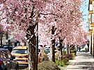 V Turnov kvete sakurová alej.