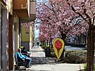 V Turnov kvete sakurová alej.