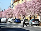V Turnov kvete sakurová alej.