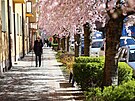 V Turnov kvete sakurová alej.