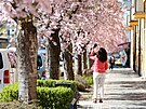 V Turnov kvete sakurová alej.