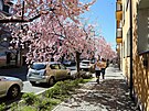 V Turnov kvete sakurová alej.