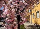 Kvetouc sakury zbarvily ulici dorova