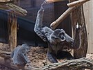 Nov expozice gibon stbrnch ve zlnsk zoo je prostornj a nvtvnci je...