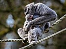 Pr gibon stbrnch ve zlnsk zoologick zahrad m prvn mld. Narodilo se...