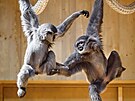 Giboni stbrn ve zlnsk zoo maj novou prostornj expozici. (duben 2025)