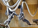 Giboni stbrn ve zlnsk zoo maj novou prostornj expozici. (duben 2025)