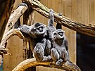 Zlnsk zoo otevr Giboniku, expozici pro vzcn a ohroen gibony stbrn....