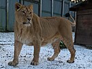 Samice lva indickho jet ve vdsk zoologick zahrad. Nyn u vak pobv v...