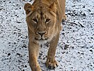 Ptilet samice se m stt spolen se samcem zkladem spnho chovu lva...