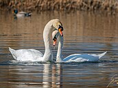 Láska a za hrob? Kdepak, v pírod platí zákon silnjího a perspektivnjího...