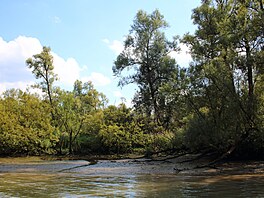 Jestli máte rádi bobry a chcete vid�t, co v�echno dovedou, je národní park De...