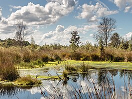 Naplavené písky a podmá�ená v�esovi�t� utvá�í podklad Drents-Friese Wold. Na...