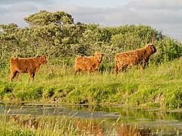 Národní park Lauwersmeer le�í na severu. Tam, kde �eka Lauwers tvo�í hranice...
