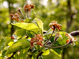 Kv�ty spálené mrazem poznáte snadno, takto na mnoha místech dopadly loni v...