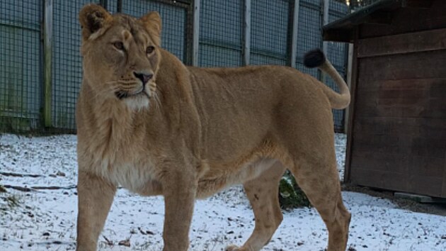 Samice lva indickho jet ve vdsk zoologick zahrad. Nyn u vak pobv v Ostrav. (4. dubna 2025)
