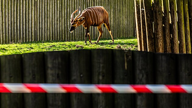Kvli obav ze slintavky se nvtvnci zoo ve Dvoe Krlov nedostanou blzko antilopm bongo. (3. dubna 2025)