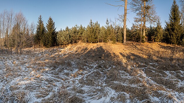 V lese Na Halti v hradeckch Svinarech vyschl mokad. (18. nora 2025)
