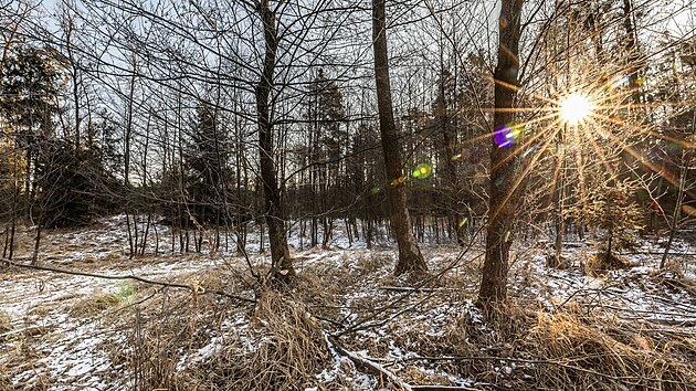 Kdosi zarazil ptok vody do mokadu Na Halti, Hradec Krlov zkus cennou lokalitu zachrnit.