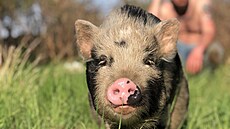 Na zaátku jsme mli velmi naivní pedstavy a první roky ivota na statku se...