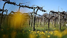 Vinice v Saint-Preuil ve vina�ské oblasti Cognac (1. dubna 2025)