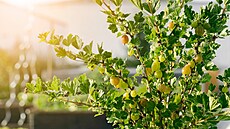 ilustra�ní snímek