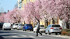 V Turnov� kvete sakurová alej.