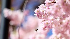 V Turnov� kvete sakurová alej.