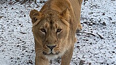 P�tiletá samice se má stát spole�n� se samcem základem úsp�ného chovu lva...