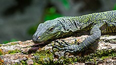 Milovníky plaz� nepochybn� pot�í, �e v Zoo Praha jsou nov� k vid�ní varani...