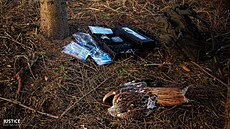 Mrtvého lu�áka �erveného objevil nálezce 3. b�ezna u Brtnice na Jihlavsku.