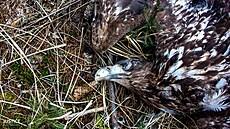 Test potvrdil otravu karbofuranem u obou dravc�. Na snímku je orel mo�ský.