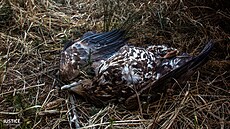 Test potvrdil otravu karbofuranem u obou dravc�. Na snímku je orel mo�ský.