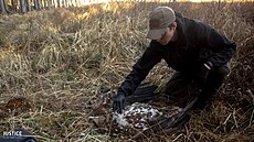 Test potvrdil otravu karbofuranem u obou dravc�. Na snímku je orel mo�ský.