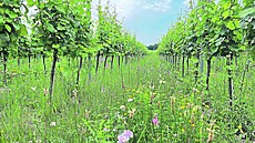 Pestrá sms bylin ve vinicích pomáhá zachytávat uhlík v pd, zlepuje...